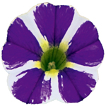Calibrachoa PortuCal Patio Bicolor Blue